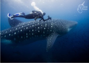 Malc_with_Whale_Shark_01