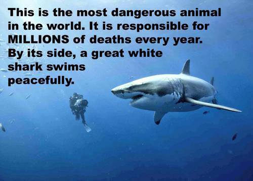 Millions of Sharks