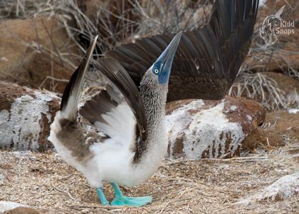 Blue Footed Boobie Calling For A Mate